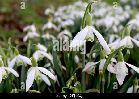 Galanthus elwesii Giant Snowdrop – hängende weiße glockenförmige Blüten mit bärenähnlicher grüner Markierung, Februar, England, Großbritannien Stockfoto