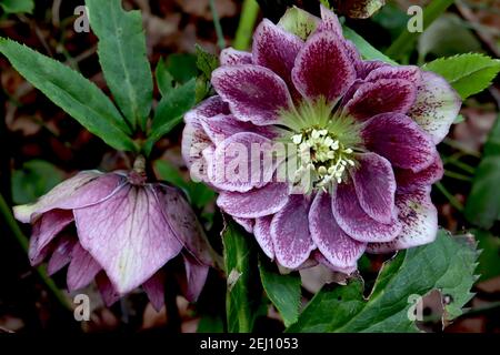 Helleborus x hybridus ‘Double Pink Dark Spot’ Hellebore Double Pink Dark Spot – doppelte dunkelrosa Blüten mit violetten Flecken, Februar, England, UK Stockfoto