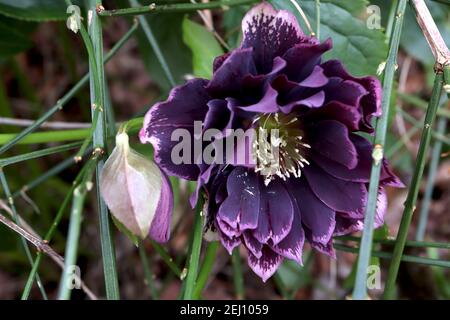 Helleborus x hybridus ‘Double Ellen Purple’ Hellebore Double Ellen Purple – dunkelviolette Doppelblüten mit dunkelrosa Rändern, Februar, England, UK Stockfoto