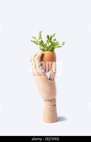 Microgreens in Holzhand isoliert auf weiß. Microgreens zum Verkauf. Vitamine aus der Natur. Veganer und gesunder Superfood-Lieferservice. Frische Öko weit Stockfoto