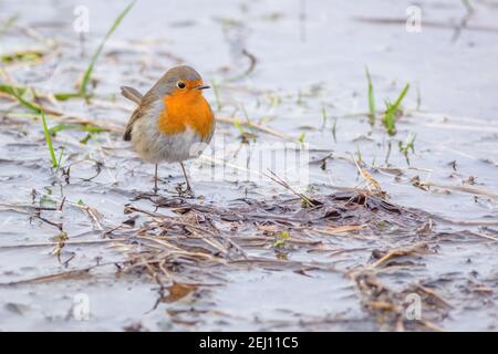 Porträt eines Rotkehlchens, eines grauen und braunen europäischen singvogels mit einer orangen Brust, der am Flussufer steht. Kalter Wintertag in der Natur. Stockfoto