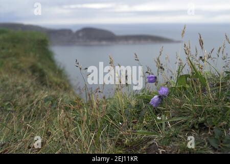 Nordkapp, Nordkap, Norwegen, Norwegen; blühende lila Blume im Nordkap. Blühende lila Blume im Nordkap. Fioletowy kwiatek w trawie Stockfoto