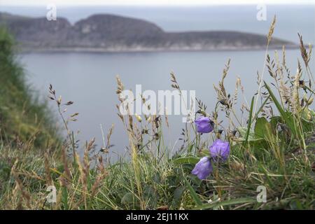 Nordkapp, Nordkap, Norwegen, Norwegen; blühende lila Blume im Nordkap. Blühende lila Blume im Nordkap. Fioletowy kwiatek w trawie Stockfoto