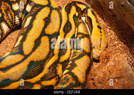 Eine Boa Constrictor ruht in ihrem Zuhause unter warmem Licht. Die Schlange ist aufgerollt, ihr Kopf teilweise von einem Felsen verdeckt. Stockfoto