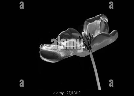 Sehr blühende Tulpenblume in schwarz-weißem Konzept, schwarzer Hintergrund Stockfoto