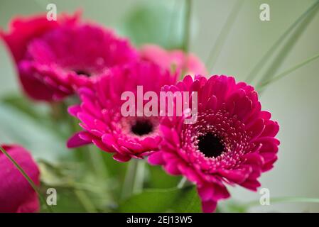 Lila-rosa Blüten von Gerbera Gänseblümchen Stockfoto