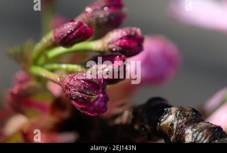 Blüten Knospen von prunus serrulata mit Wassertropfen bedeckt, grauer Hintergrund, geringe Schärfentiefe Stockfoto