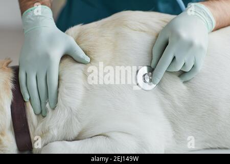 Nahaufnahme von nicht erkennbaren männlichen Tierarzt Hören auf Herzschlag des Hundes während der Untersuchung in Tierarztklinik, kopieren Raum Stockfoto