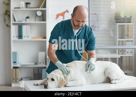 Seitenansicht Porträt von reifen Tierarzt Hören Herzschlag des Hundes während der Untersuchung in Tierarztklinik, kopieren Raum Stockfoto