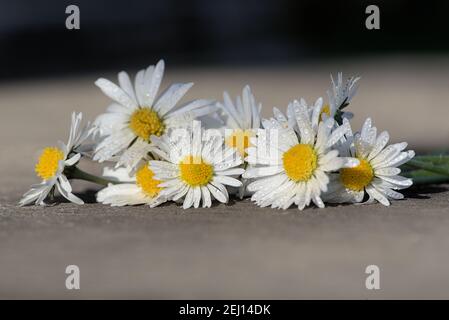 Blumen von Gänseblümchen bedeckt mit Wassertropfen auf grauem schwarzen Grund, flache Tiefe des Feldes Stockfoto