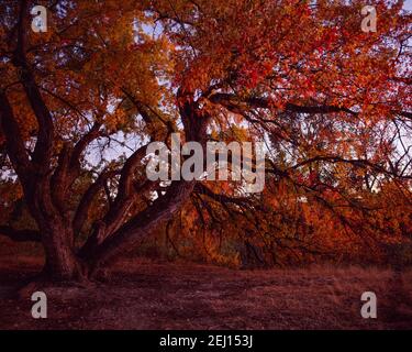 Ein großer silberner Ahornbaum (Acer saccharinum) am Ufer des Boise River, der in Herbstfarben strahlt, wird von den warmen Strahlen des risi erleuchtet Stockfoto