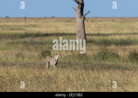 Gepard (Acynonix jubatus), Seronera, Serengeti-Nationalpark, Tansania. Stockfoto