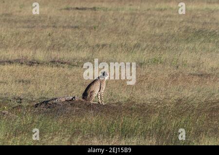 Gepard (Acynonix jubatus), Seronera, Serengeti-Nationalpark, Tansania. Stockfoto