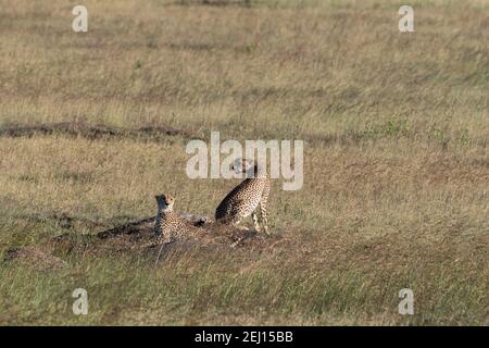 Gepard (Acynonix jubatus), Seronera, Serengeti-Nationalpark, Tansania. Stockfoto