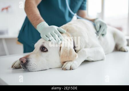 Portrait von großen weißen Hund auf Untersuchungstisch in der Klinik mit unkenntlichen Tierarzt hören Herzschlag über Stethoskop liegen, Platz kopieren Stockfoto