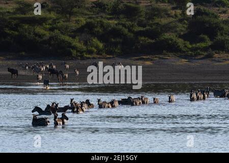 Migrierende Ebenen Zebras, Equus quagga, überqueren den See Ndutu, Ngorongoro Conservation Area, Serengeti, Tansania. Stockfoto