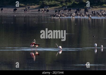 Großer Flamingo (Phoenicopterus roseus), See Ndutu, Ngorongoro Conservation Area, Serengeti, Tansania. Stockfoto