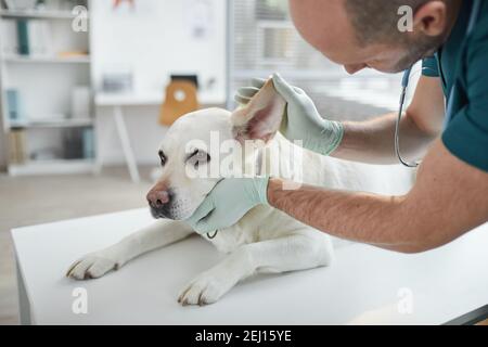 Zugeschnittenes Porträt von reifen Tierarzt Untersuchung Ohren und Hören von weißen Hund in Tierarztklinik, Copy space Stockfoto