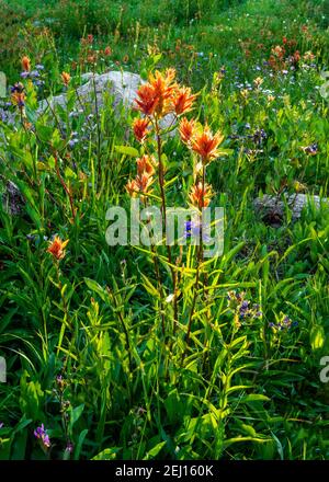 Indische Malbürste (Castilleja) und andere Wildblumen auf der Wiese an den Trinity Lakes von Idaho. Stockfoto