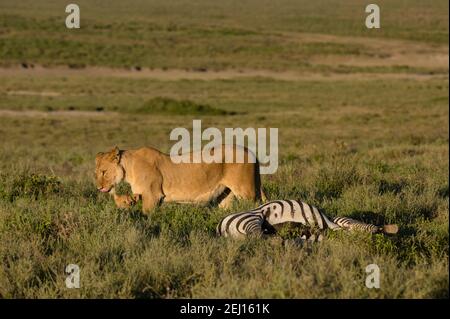 Eine Löwin, Panthera leo, und ein 5 Wochen altes Junge auf einem gemeinen Zebra-Karkasse, Equus quagga, Ndutu, Ngorongoro Conservation Area, Serengeti, Tansania. Stockfoto