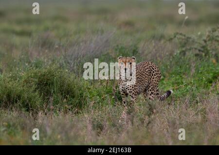 Ein Gepard, Acynonix jubatus, Wandern im Gras, Ndutu, Ngorongoro Conservation Area, Serengeti, Tansania. Stockfoto