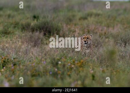 Ein Gepard, Acynonix jubatus, Wandern im Gras, Ndutu, Ngorongoro Conservation Area, Serengeti, Tansania. Stockfoto