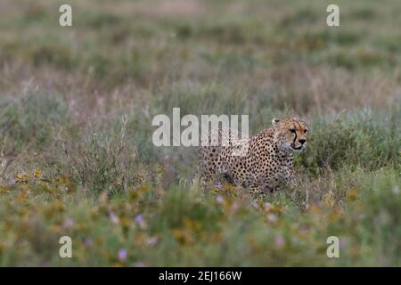 Ein Gepard, Acynonix jubatus, Wandern im hohen Gras, Ndutu, Ngorongoro Conservation Area, Serengeti, Tansania. Stockfoto