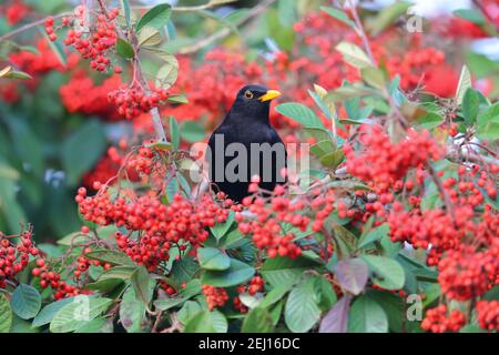 Ein erwachsener männlicher gemeiner oder eurasischer Amsel (Turdus merula) Fütterung von Beeren in Großbritannien im Winter Stockfoto