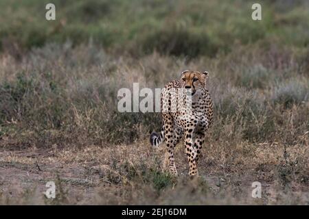 Ein Gepard, Acynonix jubatus, Spaziergang und Blick auf die Savanne, Ndutu, Ngorongoro Conservation Area, Serengeti, Tansania. Stockfoto