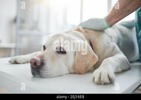 Nahaufnahme des weißen Labrador-Hundes, der auf dem Untersuchungstisch in der Tierarztklinik liegt, Kopierraum Stockfoto