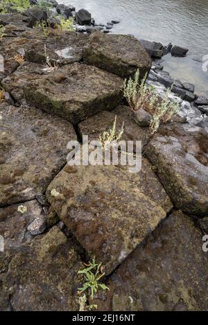 Columnar Basalt Formation am Ufer des Lower Salmon River, Idaho. Stockfoto