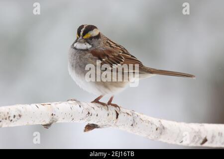 Ein weißer Kehlspatzen Zonotrichia aldbicolis, der im Winter barcht Schneesturm Stockfoto