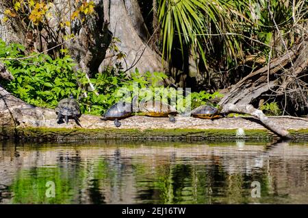 1 Flusscooter und 3 rote Bauchcooter, sonnen sich auf einem Baumstamm entlang des Silver River im Silver Springs State Park, Florida, USA Stockfoto