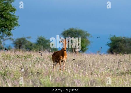 Drei Coke's hartebeest (Alcelaphus buselaphus cokii) beobachten Scheune Schwalben (Hirundo rustica) im Flug über hohen lila Gras, Lualenyi, Tsavo, Keny Stockfoto