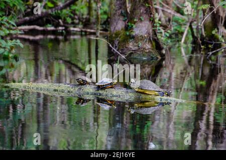 3 Florida Rotbauchschildkröten auf einem Baumstamm im Silver River, Florida, USA Stockfoto