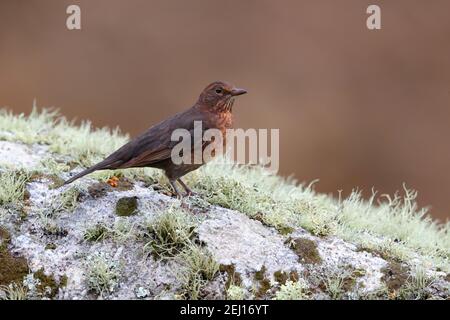 Ein unreifer weiblicher gewöhnlicher oder eurasischer Amsel (Turdus merula), der auf einem Felsen auf den Inseln von Scilly, Großbritannien, thront Stockfoto