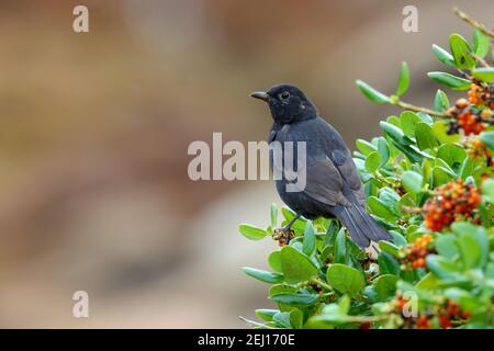 Ein Erstwintermännlicher Schwarzvogel (Turdus merula) auf einem Pittisporum-Busch auf den Inseln von Scilly, Großbritannien Stockfoto