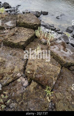 Columnar Basalt Formation am Ufer des Lower Salmon River, Idaho. Stockfoto