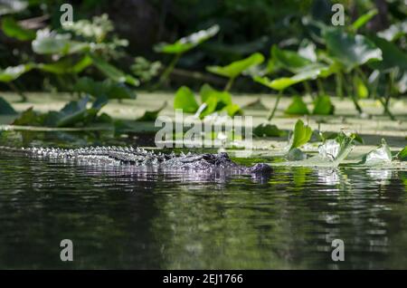 Ein amerikanischer Alligator schwimmend entlang der lilly Pads im Silver River im Silver Springs State Park, Florida, USA Stockfoto