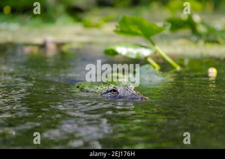 Ein amerikanischer Alligator, der auf dem Silver River im Silver Springs State Park, Florida, USA, schwimmend ist Stockfoto
