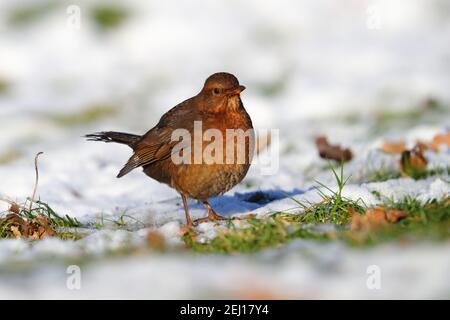 Eine weibliche gewöhnliche oder eurasische Amsel (Turdus merula) Stockfoto