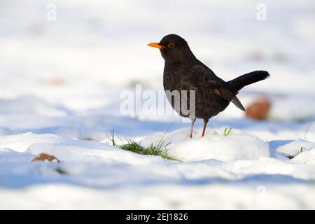 Ein erwachsener männlicher gemeiner oder eurasischer Amsel (Turdus merula) Auf einer schneebedeckten Wiese im Winter in Großbritannien Stockfoto