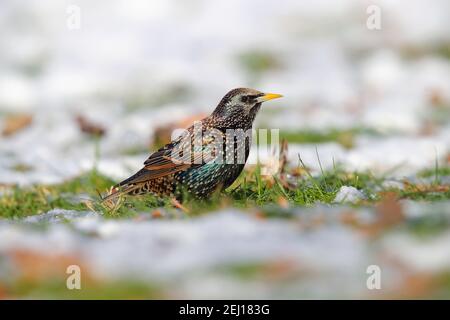 Ein erwachsener gewöhnlicher oder europäischer Starling (Sturnus vulgaris) Fütterung auf einem schneebedeckten Rasen in Großbritannien Stockfoto