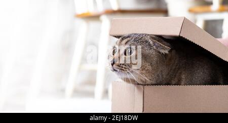 Scotch falten Katze gucken aus einem Karton mit einem Deckel auf dem Wohnzimmerboden. Stockfoto