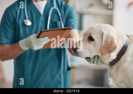 Zugeschnittenes Porträt von unkenntlichen männlichen Tierarzt Untersuchung weißen Labrador Hund in Tierarztklinik, Kopierer Raum Stockfoto