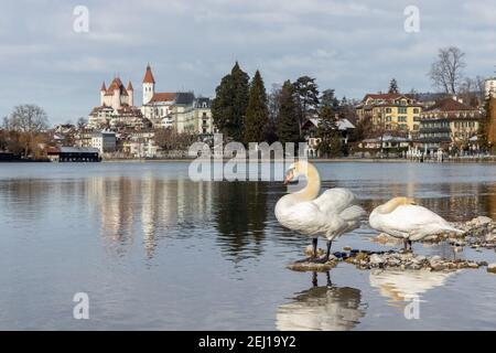 Schwan vor der Altstadt von Thun mit Schloss und Kirche, die sich an sonnigen Tagen in der aare spiegeln, Kanton bern schweiz. Stockfoto