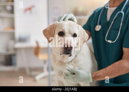Zugeschnittenes Porträt eines männlichen Tierarztes streichelte weißen Labrador Hund in der Tierarztklinik, Kopierraum Stockfoto