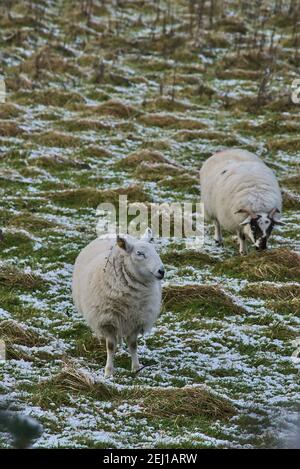 Zwei süße Schafe grasen schneebedeckten Gras entlang Ticknock Road, Co. Dublin, Irland. Wunderschöne Winterlandschaft. Ungewöhnlicher irischer Winter. Vertikale Ansicht Stockfoto