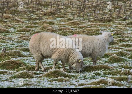 Zwei süße Schafe grasen schneebedeckten Gras entlang Ticknock Road, Co. Dublin, Irland. Wunderschöne Winterlandschaft. Ungewöhnlicher irischer Winter Stockfoto
