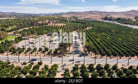 Tagesansicht von Palmen und historischen Zitrushainen von Riverside, Kalifornien, USA. Stockfoto